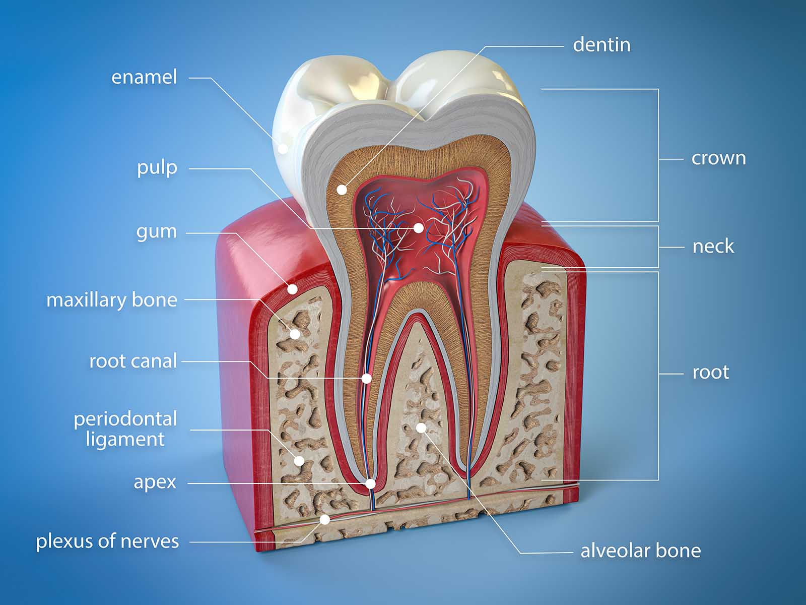 Preserving Enamel For A Healthy Smile And Oral Health - Tooth Anatomy