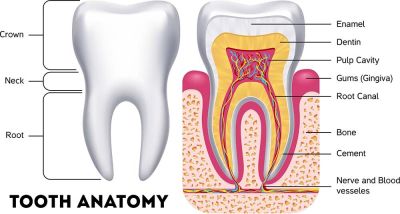 Exploring Tooth Anatomy: Why Understanding It Matters for Patients