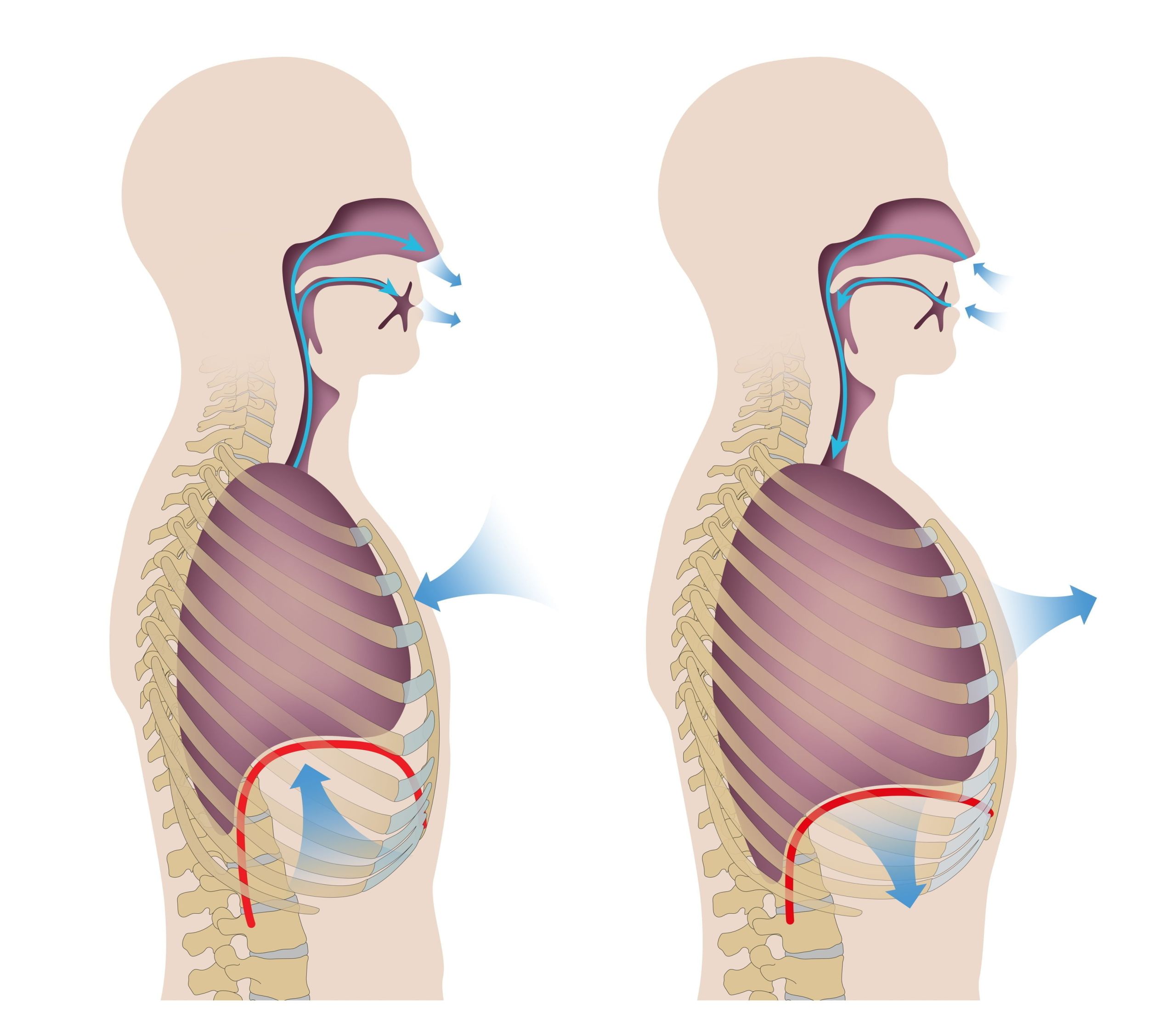 The Physiology Of Breathing