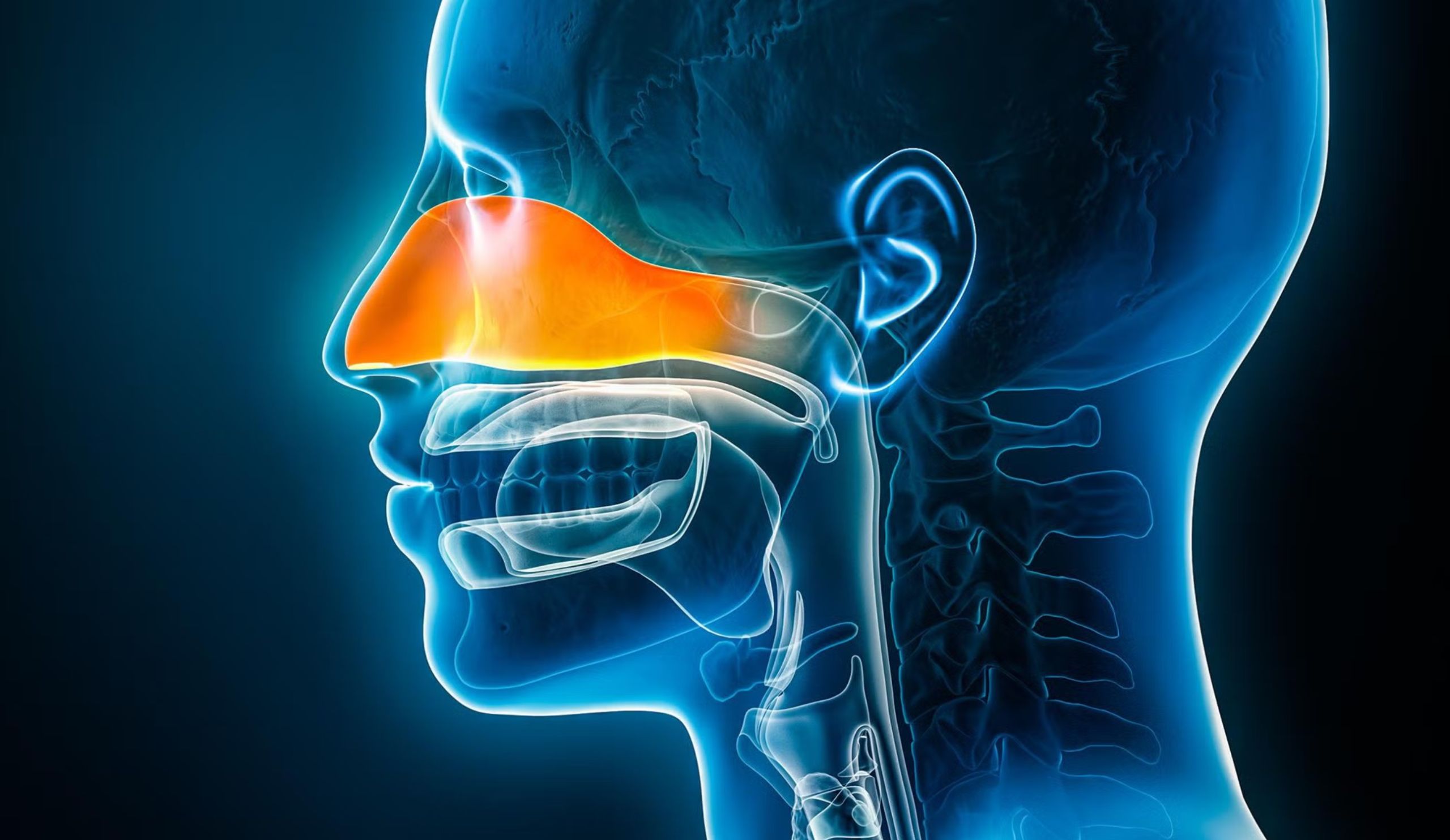 Tooth Pain From Sinus Pressure And Inflammation